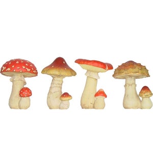 Mushroom M ass.