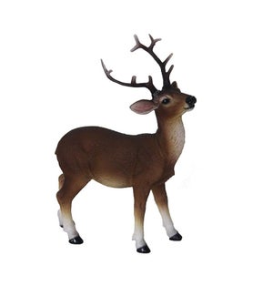 Red deer standing S
