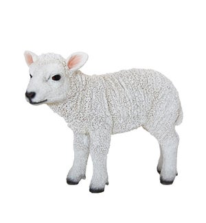 Lamb standing S