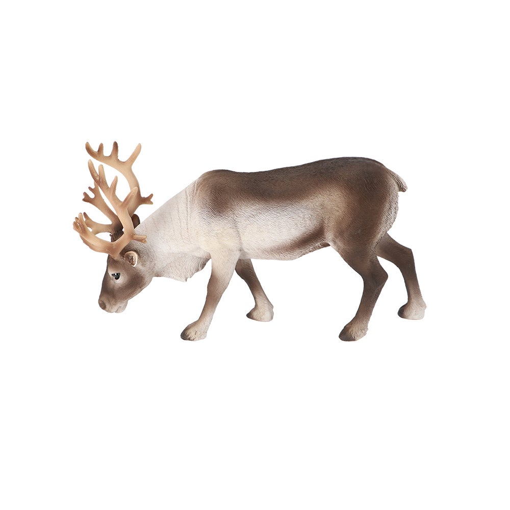 Reindeer