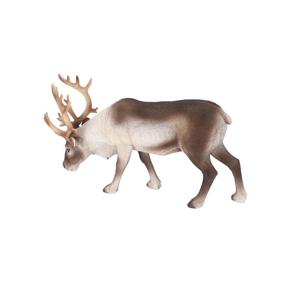 Reindeer