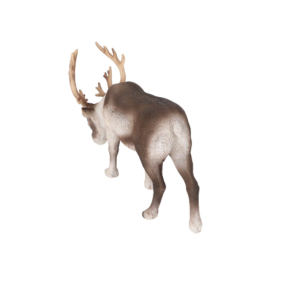 Reindeer