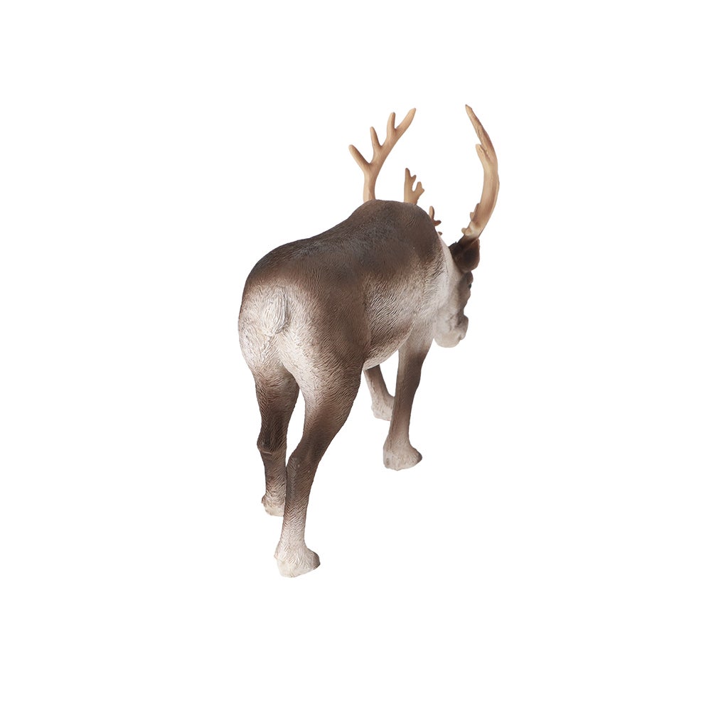 Reindeer