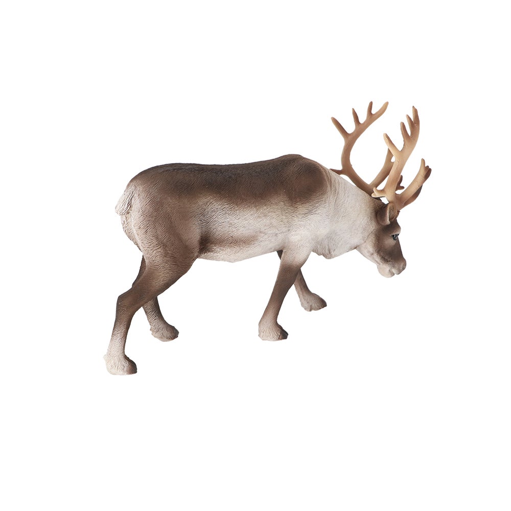 Reindeer