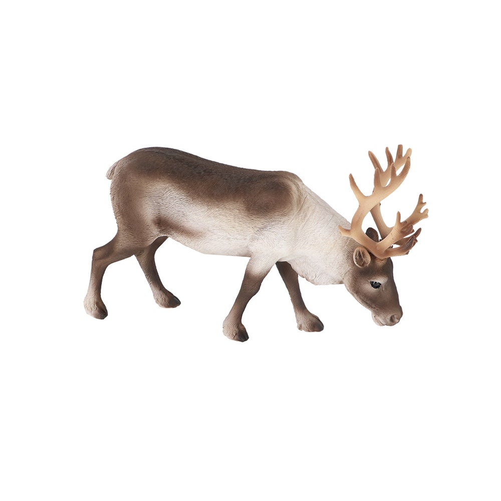 Reindeer