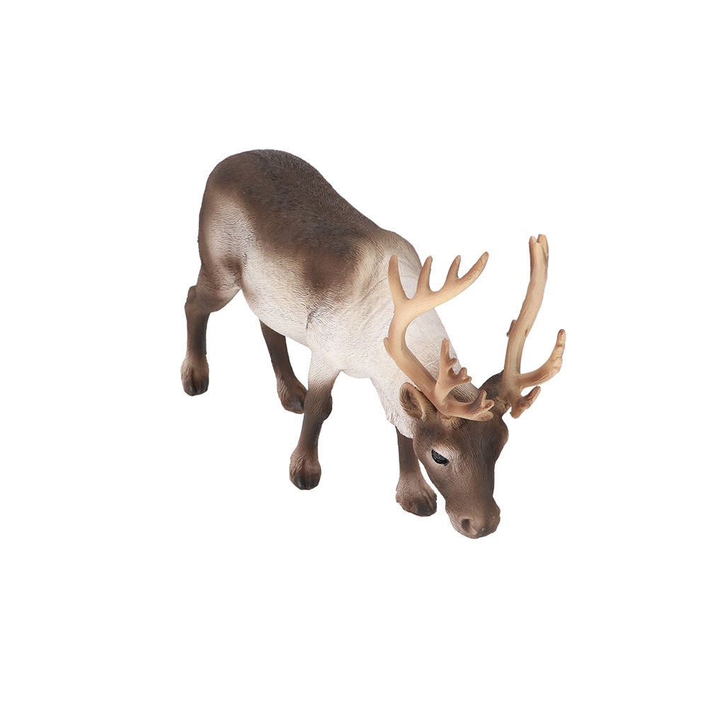 Reindeer