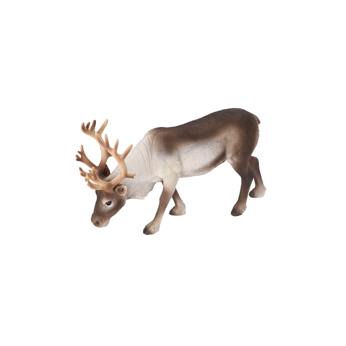 Reindeer