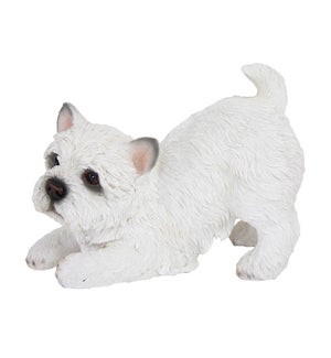 West highland terrier playing