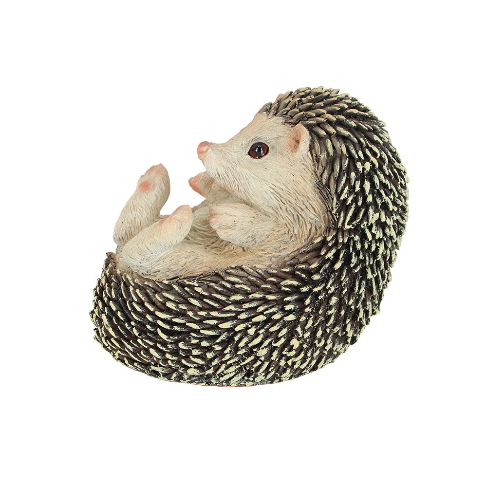 Hedgehog On Its Back