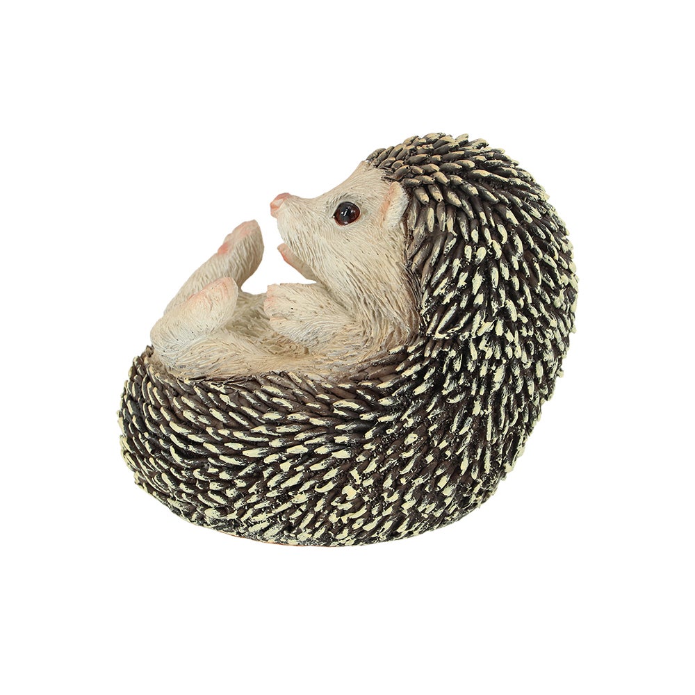 Hedgehog On Its Back