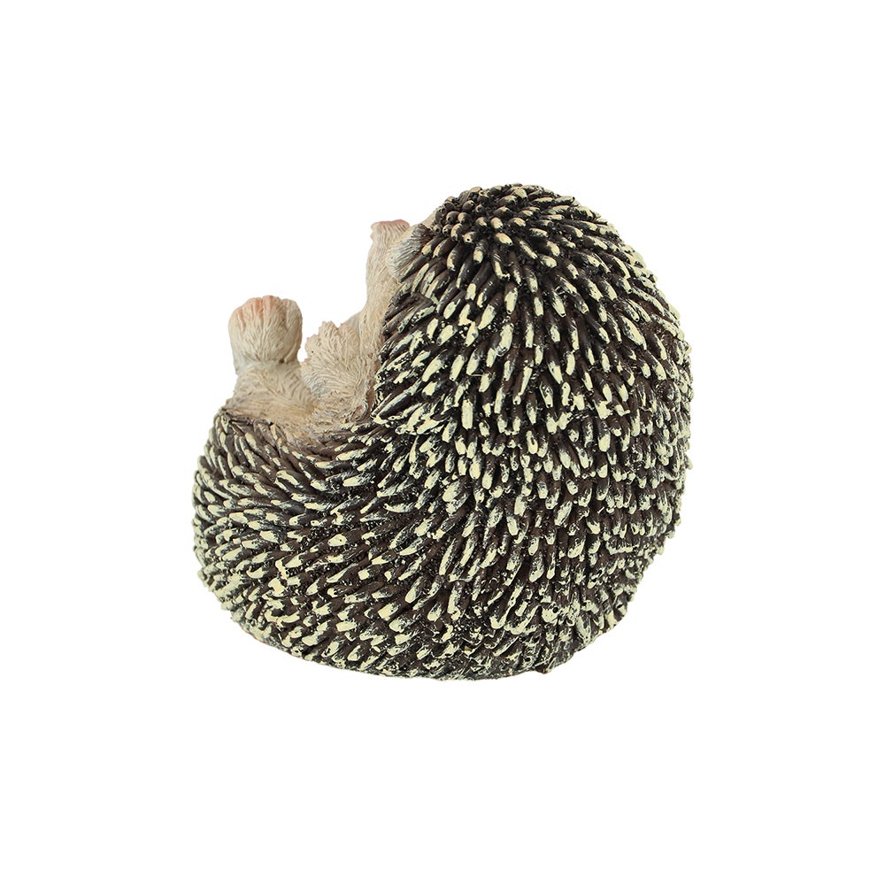 Hedgehog On Its Back