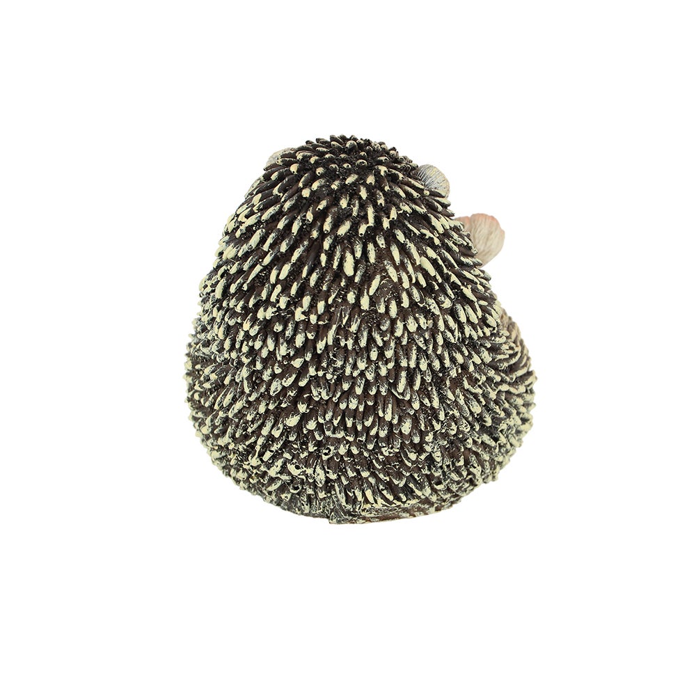 Hedgehog On Its Back