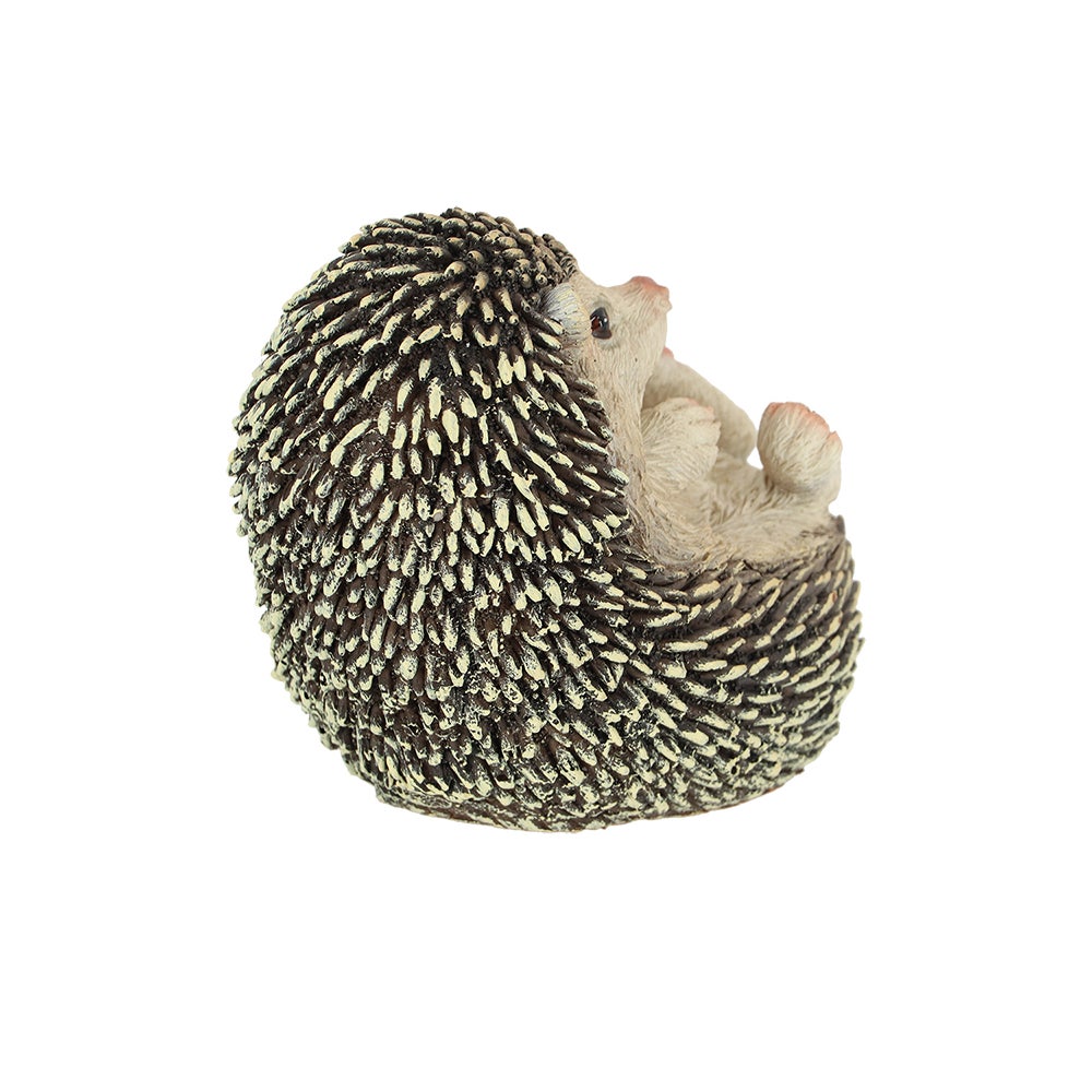 Hedgehog On Its Back