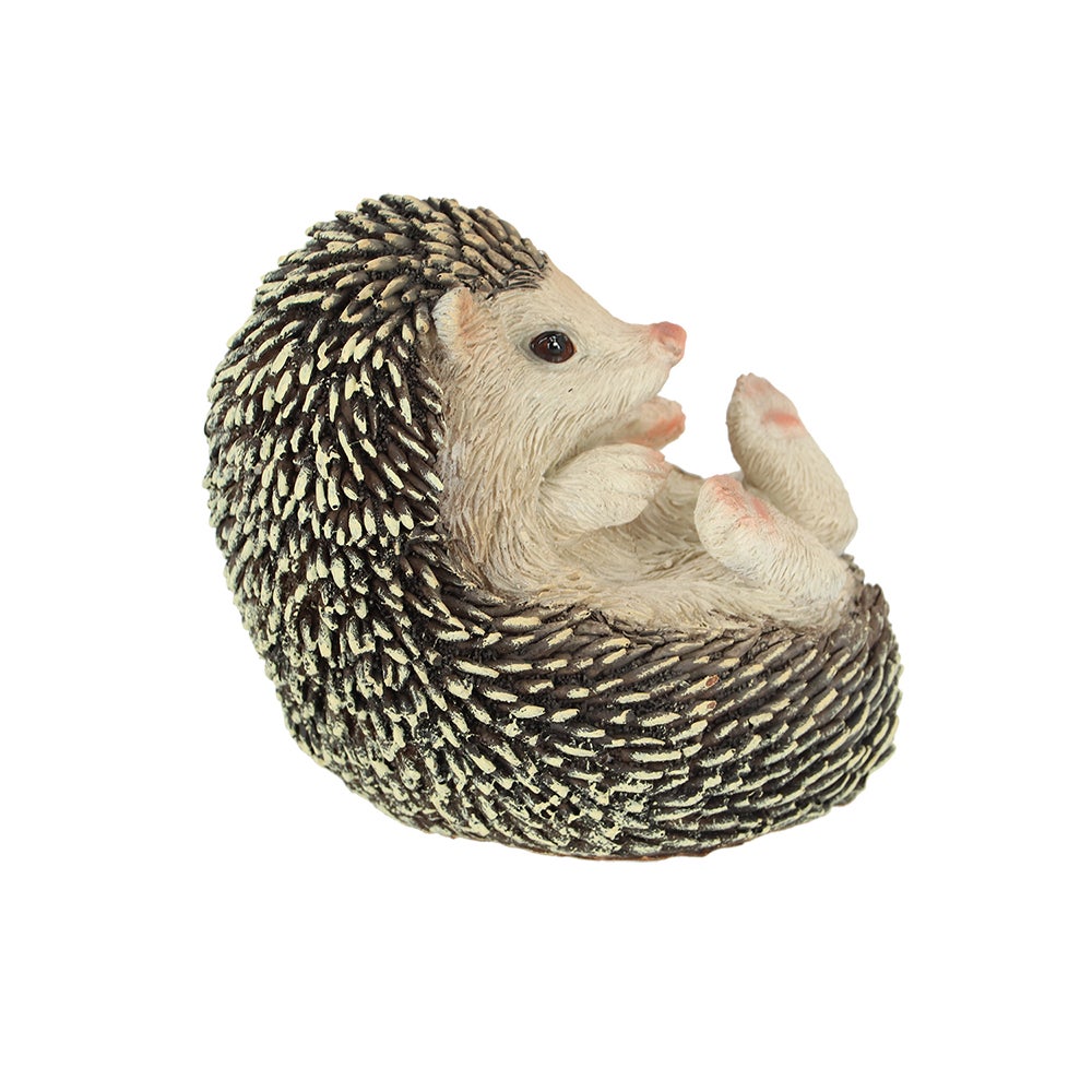 Hedgehog On Its Back