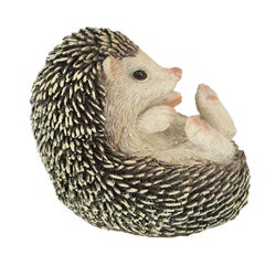 Hedgehog On Its Back
