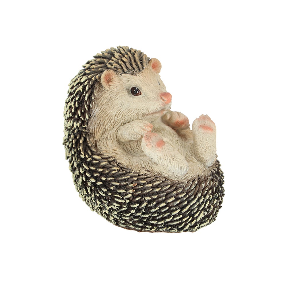 Hedgehog On Its Back