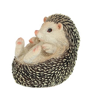 Hedgehog On Back Lying L