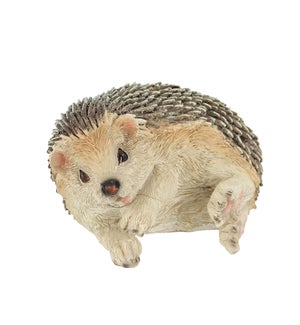 Hedgehog On Site Lying