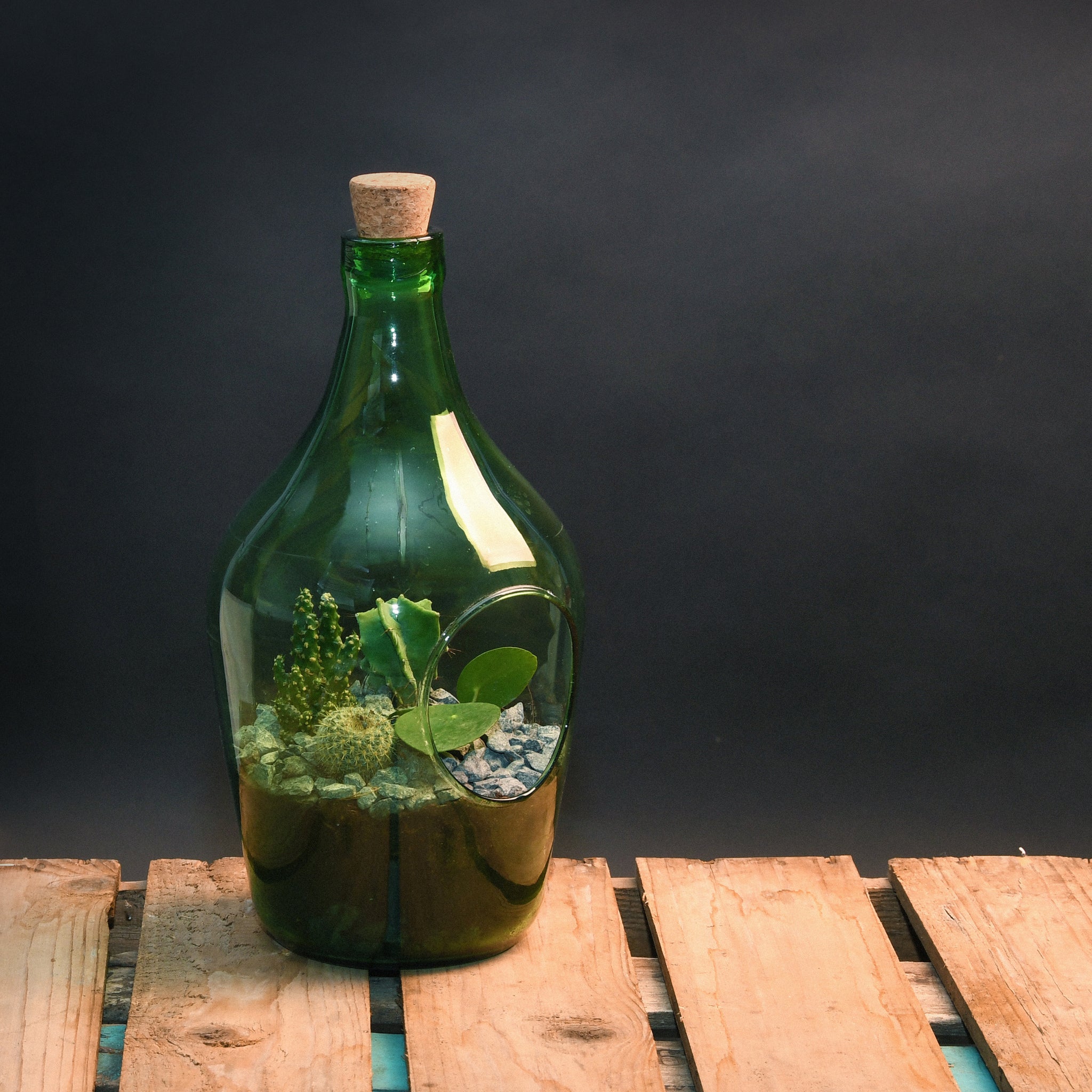 Большая стеклянная бутылка. Бутылочный сад Дэвида Латимера. Бутылочный флорариум. Стеклянная бутыль в интерьере. Стеклянная емкость для цветов.