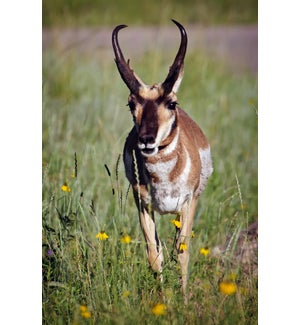 01 3x5 SD Antelope