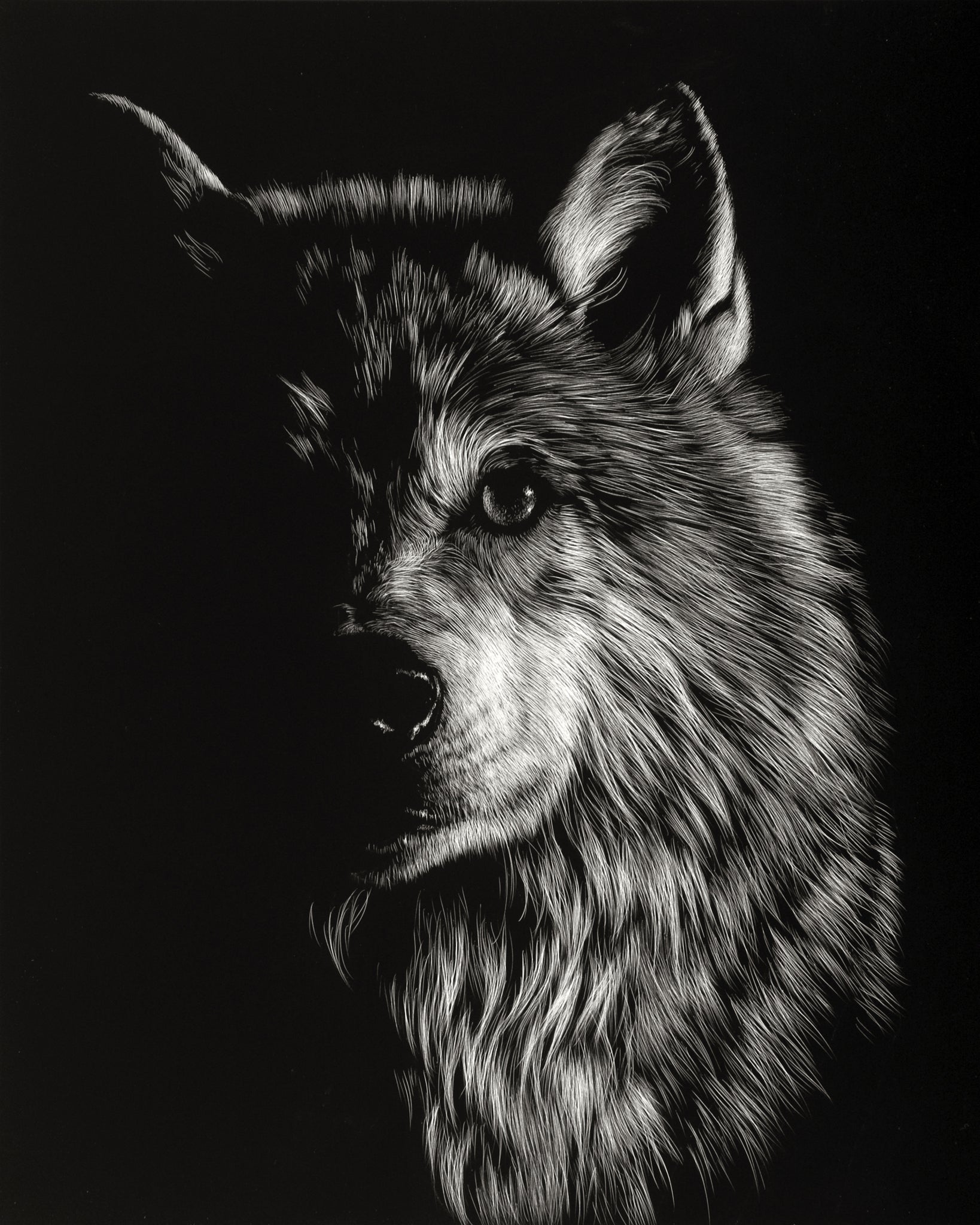 Scratchboard Wolf III printed on canvas Artists Guild of America