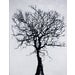 Charcol Tree w/MALIBU SILVER