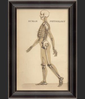 LS Human Physiology Skeleton