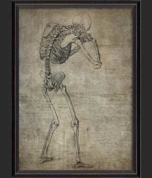 BC Skeleton 31