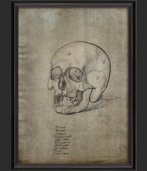 BC Skull 32