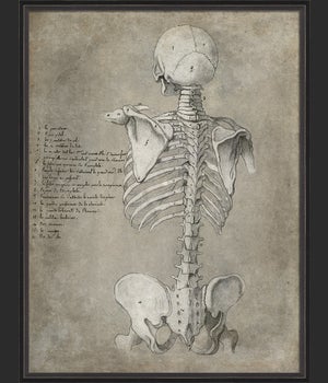 BC Anatomy Sketch Skeleton Posterior xl