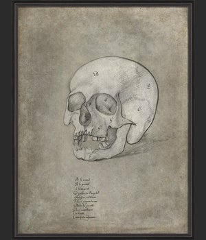 BC Anatomy Sketch Skull xl