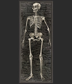 BXNS The Skeletal System 3D