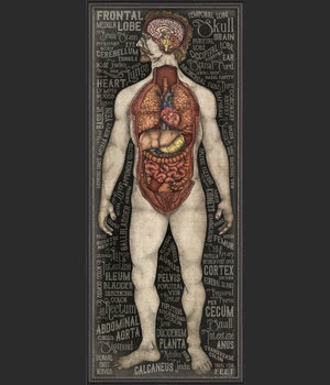 BXNS The Organ System 3D