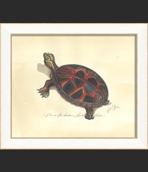SS Southern Painted Turtle