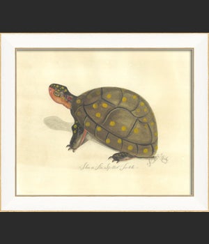 SS Spotted Turtle