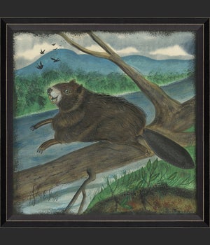 BC Beaver