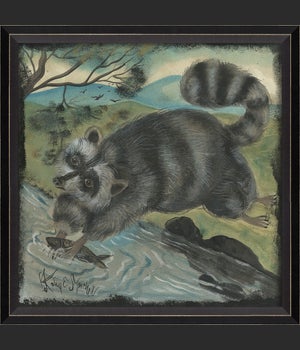 BC Raccoon