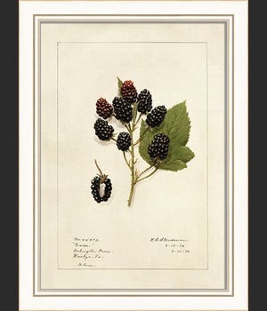 KI Blackberries No2