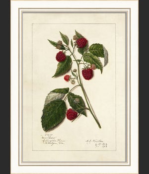 KI Raspberries No1