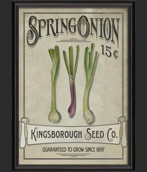 BC Spring Onion Seeds