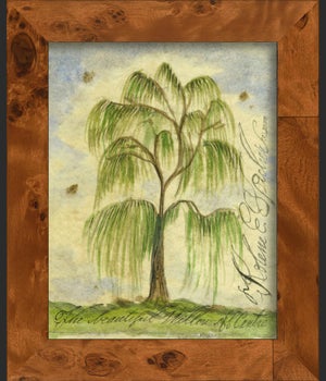 NA Willow Tree