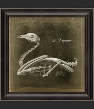LS Pigeon Skeleton on Black