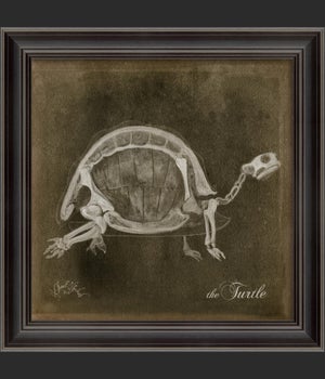 LS Turtle Skeleton on Black