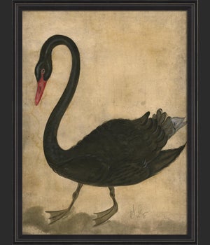 BCBL Black Swan