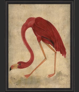 BCBL Flamingo