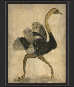 BCBL Ostrich