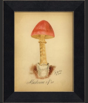 BC Mushroom 01
