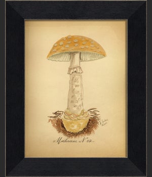 BC Mushroom 02