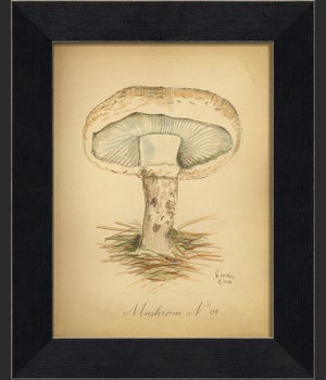 BC Mushroom 04