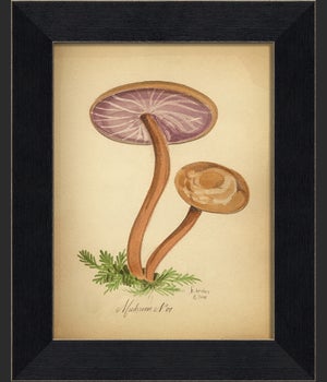 BC Mushroom 07